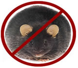 Desratização em Volta Redonda